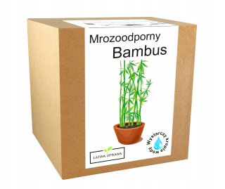 Sada na pestovanie bambusu Mrazuvzdorný bambus - 20 C